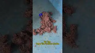 Wet-Type Copper Wire Granulator | Automatic Copper & Plastic Separation