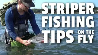 Striper Fishing Tips with a Fly Rod