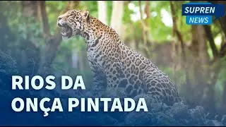 Países latino americanos criam corredor de proteção ambiental