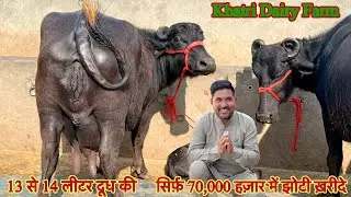 सिर्फ़ 70,000 हज़ार में ख़रीदे ✅ 13 से 14 लीटर दूध की झोटिया 🏆10 Buffalo For Sale 😱Khatri Dairy Farm