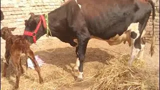 Jersey cow for sale | 1 سجری سوئی گائے برائے فروخت 20 نومبر 2025