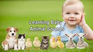 Baby Animals Around the World & Their Sounds | Cute Global Learning
