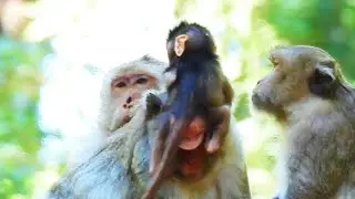 Monkey Life Cycle | Jody sitting on him mom head Jane