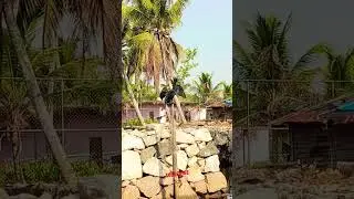 Rare Sea Crow Bird 😱 #checkitout #vlog #shorts #kollam