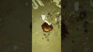 شاهد طريقة استخراج الذهب بطريقة الرصاص @ابوالذهب_الهمداني