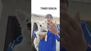 dog training#video#share#viral#subscribe #contact#7988150626