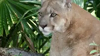 Will we save the Florida panther?
