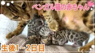 【生後1〜2日目】ベンガル猫ベルの子猫の成長記録