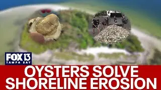 Stopping shoreline erosion using shucked oysters