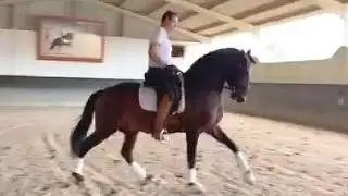 Gonçalo Linhas trains five-year-old Labirinto:  August 2020