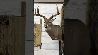 За кулисами: таксидермия! 🦌 #белохвостыйолень #таксидермия #процесстаксидермии #deermount