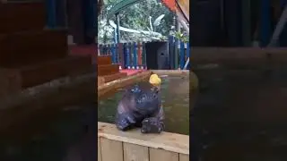 #hippo #nature #admiration