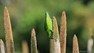 Vernal hanging parrot feeding on milet