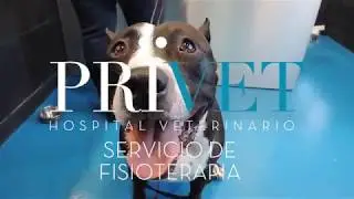 CAP 220. REHABILITACION Y FISIOTERAPIA de la TTA veterinaria. Perros y gatos en recuperación física