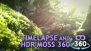 Timelapse HDR Moss 360&ordm; 4K Virtual Reality #360Video #VirtualReality #VR #360 #HDR