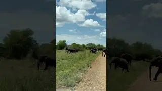 Elephants are highly social animals and form strong family bonds #elephant #wildlife #conservation