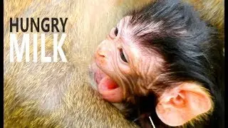 LOOK BABY DAX EYE YOU WILL UNDERSTAND, HOW HUNGRY NEWBORN DAX AND CRY || DAX SO HUNGRY MUMMY.