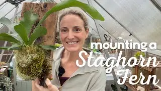 Mounting a staghorn fern | plant wall decor