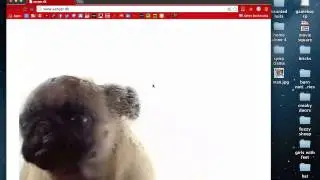 PLEASE HELP MY DOG IS STUCK
