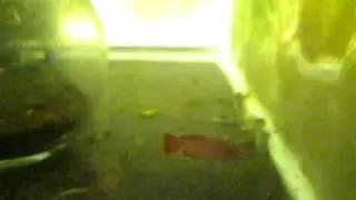 Nothobranchius korthausae RED