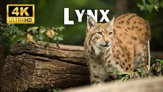 Lynx 4K Ultra HD video | Discover the beauty of Lynx | 4K wildlife animals