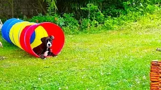 Boxer Labrador Mix Puppy Playing With Her New Toy [12 Weeks][60fps]
