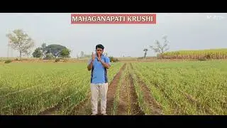 Fertilizers to increase yield in onion farming.