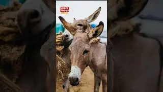 Pakistani donkey prices soar amid high demand from China, China  multi-billion-dollar ejiao industry