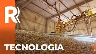 Classificação de grãos por inteligência artificial