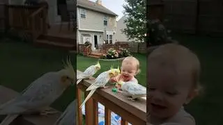Heartwarming 💔 Cracked Cockatiel Egg Rescue 😢 #shorts  #cockatiel #animals #rescue #wildlife #birds