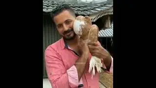 pouter PEGION /pet station kannur ❤️ /
