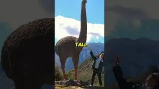 Mount Owen Claw 🦅 Extinct Giant Bird Discovery || #mountowen #newzealand #ancientcreatures