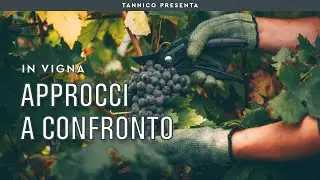 Le differenze tra i vini biologici, i vini naturali e i vini biodinamici | Tannico Flying School