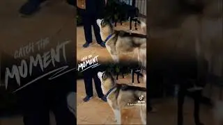 Alphy Cyberian Husky ❤️#love #doglover #dog #huskydog #india #bahrain #uk