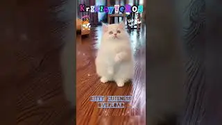 KITTY CUTENESS OVERLOAD #petbond #cuteanimal #animallovers #cutecat #cute #cutepet #cat #kittysoft