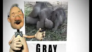 Learning About Colors: The Gray color