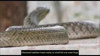 Bite King Water Snake (Checkered Keelback) - behaviour and life