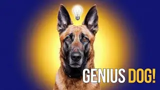 Belgian Malinois: The Superdog Explained