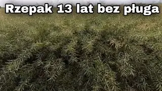 Rzepak na polu uprawianym 13 lat bez pługa/ Kula