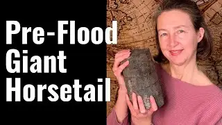 Giant Calamites (Horsetails) 160 ft. Tall -  Pre-Flood Conditions.