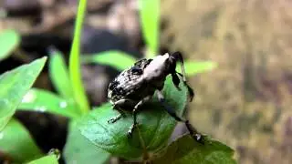 アシナガオニゾウムシ/Gasterocercus longipes 01_110701