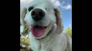 Grieving the Loss of a Pet, Session 2: Pain & Guilt