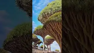 Heaven on Earth Exists..Just Look Here🌿 #travel#viiews #earthmagic#shortvideo#viralshorts #mustsee