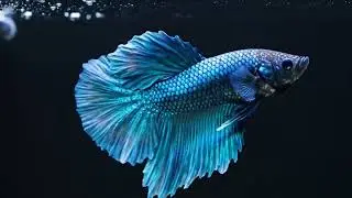 2 Hours Living Wallpaper 🐠 Stunning Betta Fish in 4K