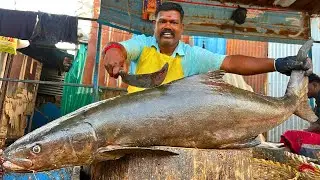 KASIMEDU SIRUTHAI DURAI KADAVARA FISH 🐟 CUTTING VIDEO \ CUTTING FOCUS