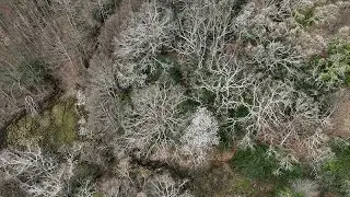 El hayedo de Montejo. Fin del invierno. The Montejo Beech Forest. End of Winter