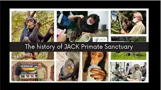 A Sanctuary of Hope: The Story of JACK Primate Sanctuary and Its Fight for Wildlife in the DRCongo