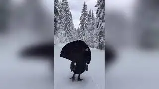 Un skieur tombe nez &agrave; nez avec un grand t&eacute;tras