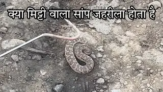 भूल से भी न मारे इस जीव को Common send Boa snake ||रेतीला सांप|| #snakecatcher #snakesaver#india#hzl