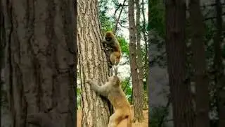 Old monkey 🐒🐵🙈meeting with young one. #shorts #monkey #meeting #amazing